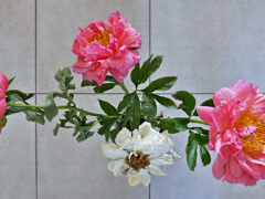 001 - Pfingstrose Tag 4